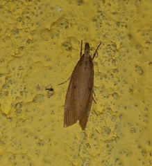Scirpophaga incertulas