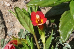 Diplacus parviflorus