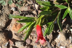 Diplacus parviflorus