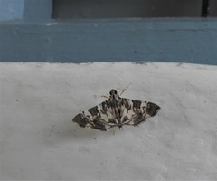 Chabula acamasalis
