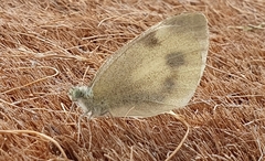 Pieris mannii