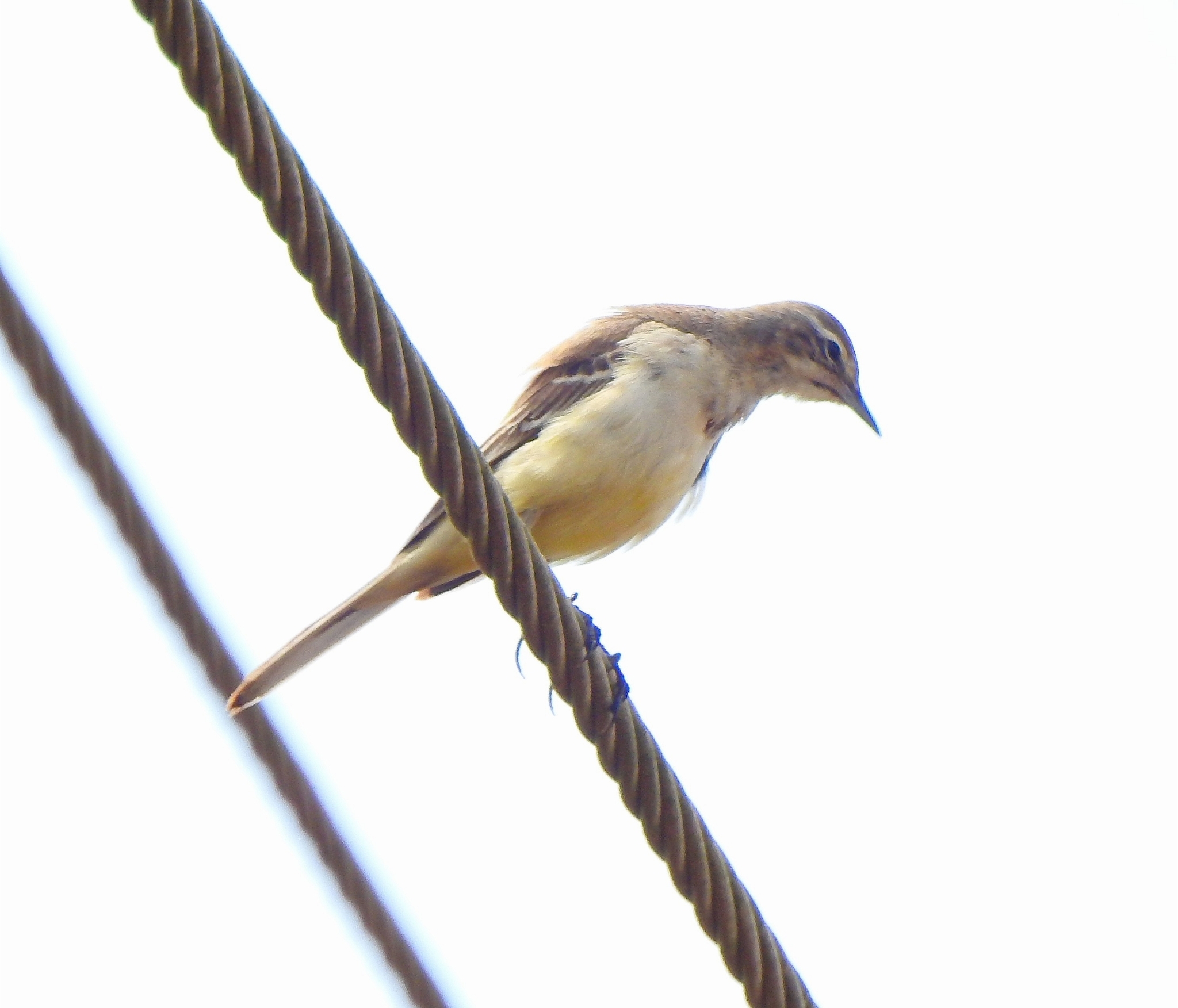 Western Yellow Wagtail