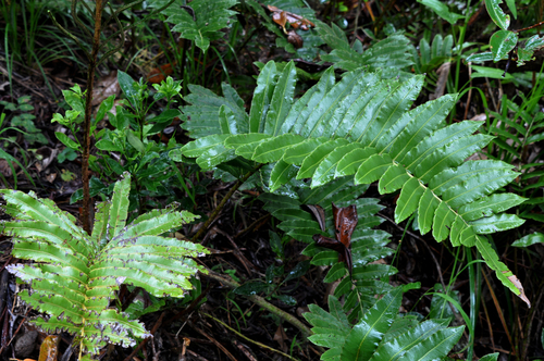 Blechnum marginatum