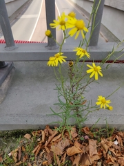 Senecio inaequidens