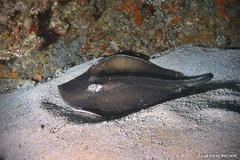 Pateobatis jenkinsii