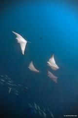 Mobula kuhlii