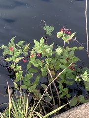 Solanum dulcamara