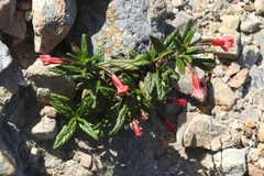 Diplacus parviflorus