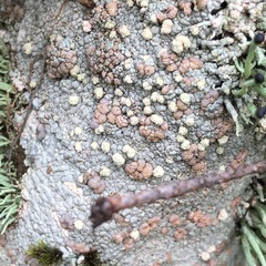 Placopsis lambii