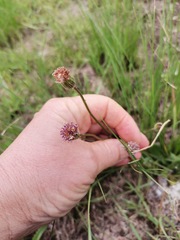 Senecio variabilis
