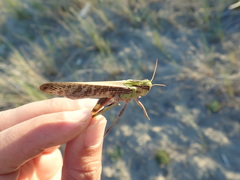 Locusta migratoria