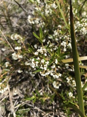 Logania linifolia