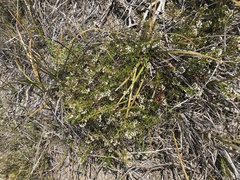 Logania linifolia