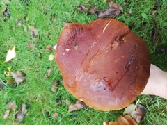 Basidiomycota