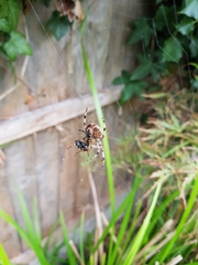 Araneus diadematus
