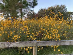 Helianthus agrestis