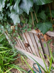 Araneus diadematus