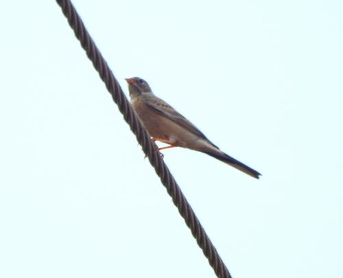 Grey-necked Bunting (Emberiza buchanani), photo 8