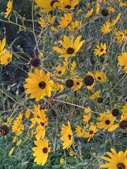 Helianthus agrestis