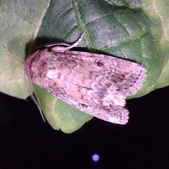 Spodoptera