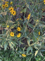 Helianthus agrestis