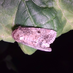 Spodoptera