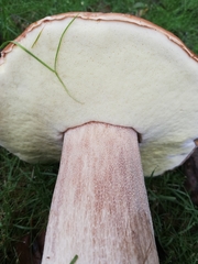 Basidiomycota