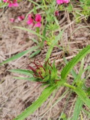 Acalypha depressinerva