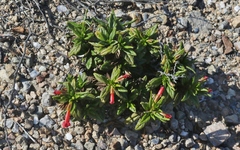 Diplacus parviflorus