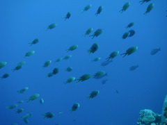 Chromis weberi