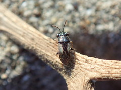 Geocoris lineolus