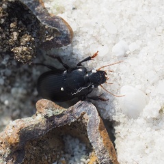 Harpalus tardus