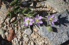 Spergularia macrotheca