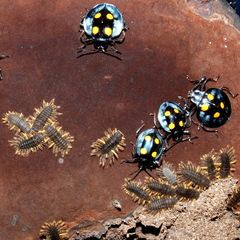 Eumorphus marginatus