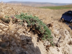 Camphorosma monspeliaca