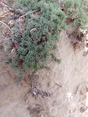 Camphorosma monspeliaca