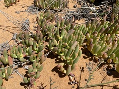 Cephalophyllum framesii