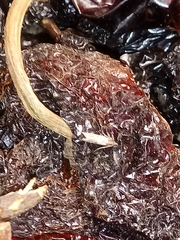 Tineola bisselliella