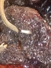 Tineola bisselliella