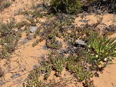 Cephalophyllum framesii