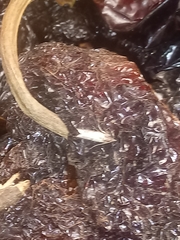 Tineola bisselliella