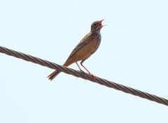 Anthus godlewskii