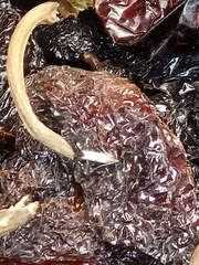 Tineola bisselliella