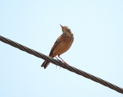 Anthus godlewskii