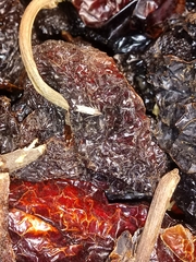 Tineola bisselliella