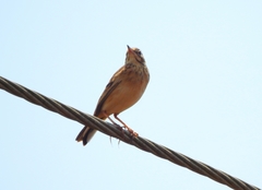 Anthus godlewskii