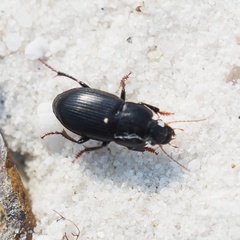 Harpalus tardus