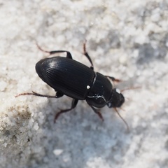 Harpalus tardus
