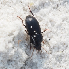 Harpalus tardus
