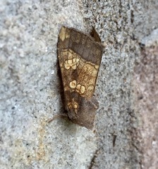 Papaipema cataphracta